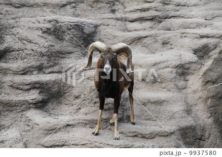 ムフロン　A 9937580