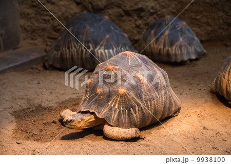 Turtle walking slowly across the field 9938100