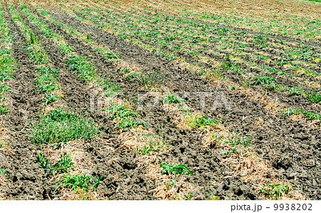 Tomato field on bright summer day Tomato field on bright summer day 9938202