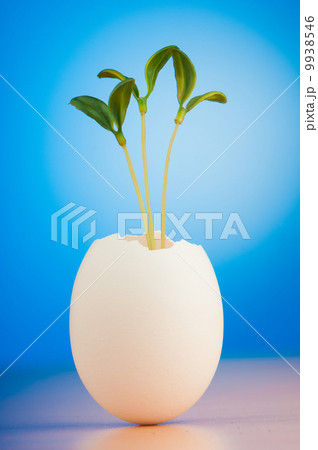 Eggs with green seedling in new life concept Eggs with green seedling in new life concept 9938546
