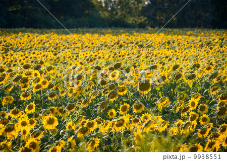 Sunflower field during bright summer day Sunflower field during bright summer day 9938551