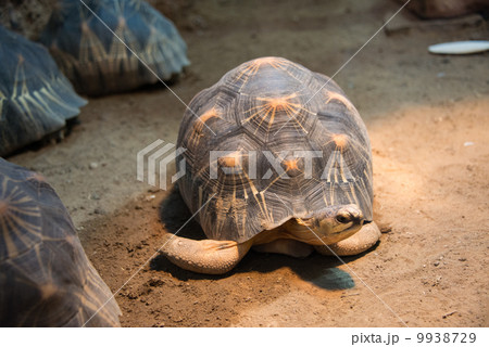 Turtle walking slowly across the field Turtle walking slowly across the field 9938729