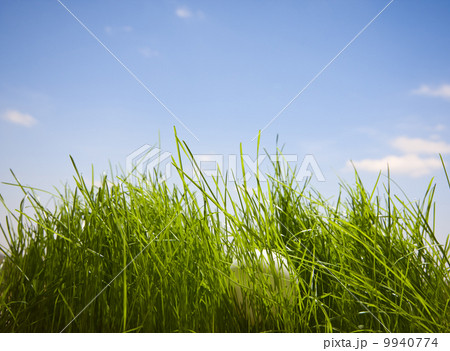 ping-pong ball hidden in grass ping-pong ball hidden in grass 9940774