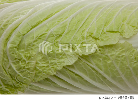Green cabbage leaves 9940789