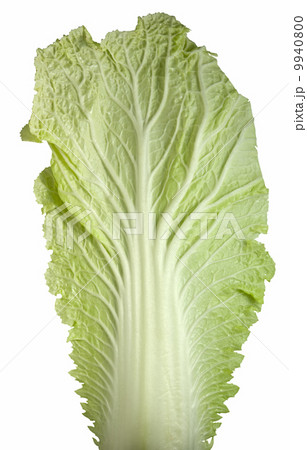 Fresh green leaf on white 9940800