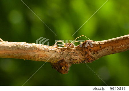 Daddy long legs hidden on tree branch Daddy long legs hidden on tree branch 9940811
