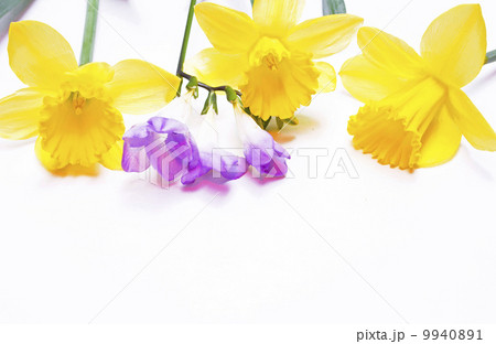 Yellow daffodils and lilac flower on white background 9940891