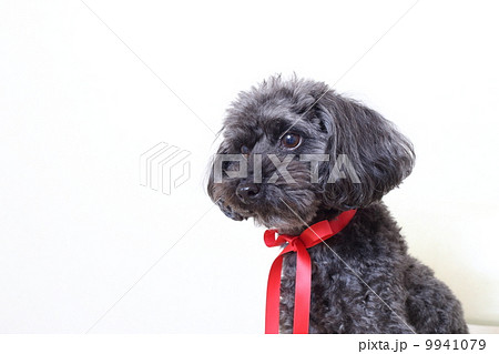愛犬・黒いトイプードル 9941079