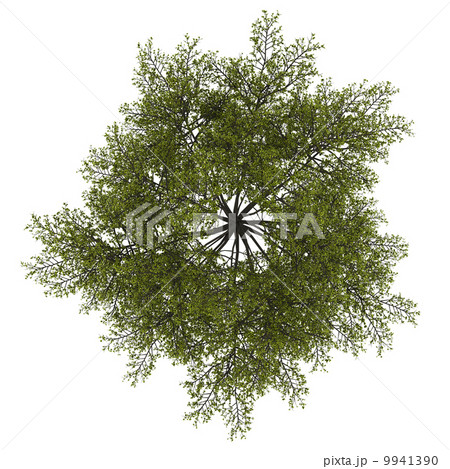 top view of tulip tree isolated on white background 9941390