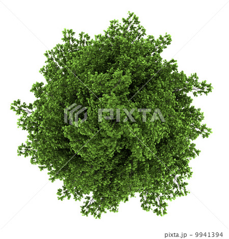 top view of silver maple tree isolated on white background 9941394