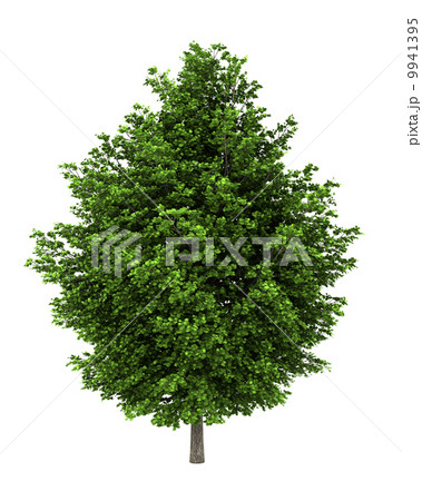 silver maple tree isolated on white background 9941395