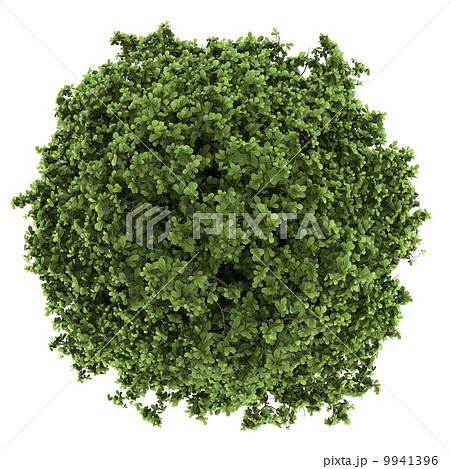 top view of horse chestnut tree isolated on white background top view of horse chestnut tree isolated on white background 9941396