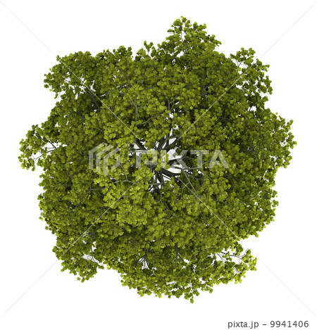 top view of norway maple tree isolated on white background top view of norway maple tree isolated on white background 9941406