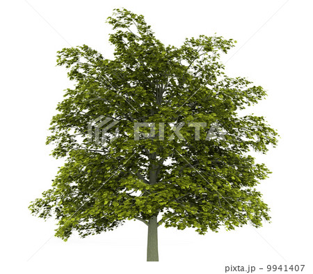 norway maple tree isolated on white background norway maple tree isolated on white background 9941407