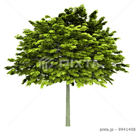 norway maple tree isolated on white background 9941408