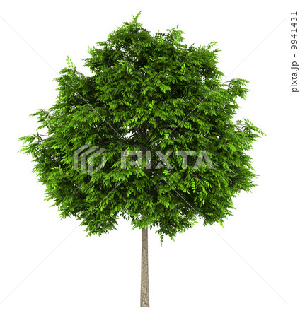 european ash tree isolated on white background european ash tree isolated on white background 9941431