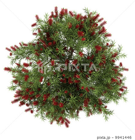 top view of bottlebrush tree isolated on white background 9941446