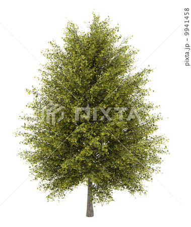 ginkgo tree isolated on white background 9941458