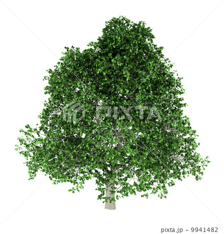 hornbeam tree isolated on white background 9941482