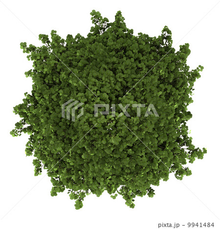 top view of grey alder tree isolated on white background 9941484