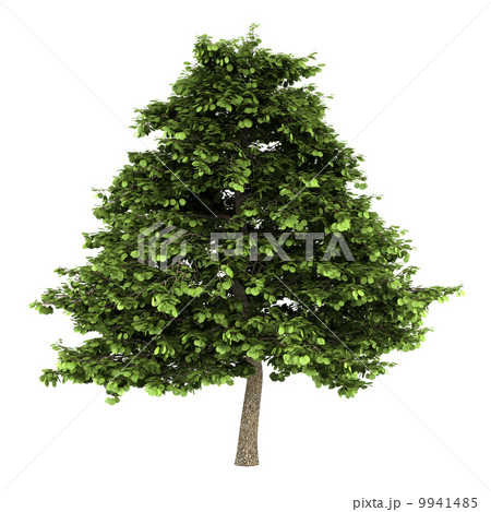 grey alder tree isolated on white background 9941485