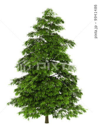 tree of heaven isolated on white background 9941486