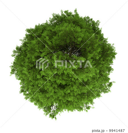 top view of tree of heaven isolated on white background 9941487