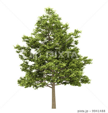 field maple tree isolated on white background 9941488