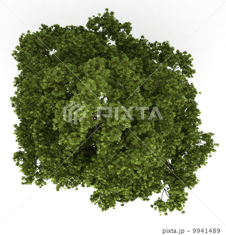 top view of field maple tree isolated on white background 9941489