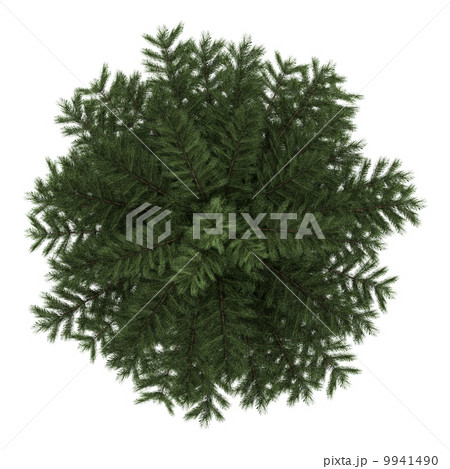 top view of scots pine tree isolated on white background 9941490