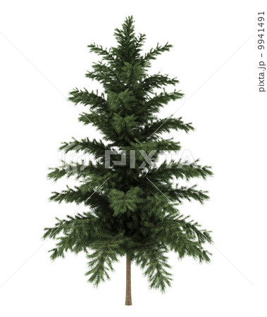 scots pine tree isolated on white background 9941491