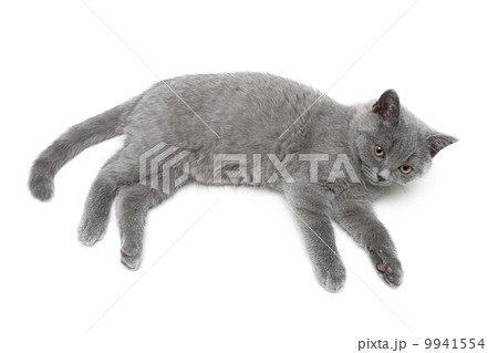 cat breed Scottish Straight isolated on a white background. 9941554