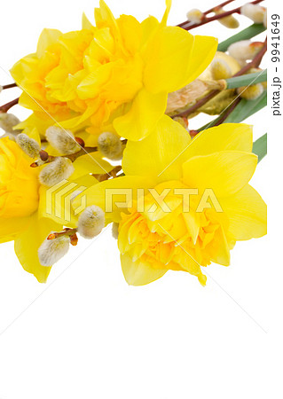 bouquet of daffodils with catkins close up 9941649