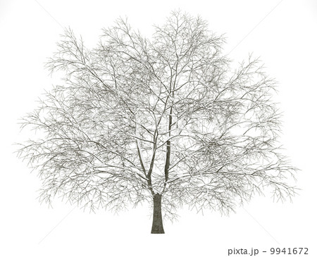 winter american beech tree isolated on white background 9941672