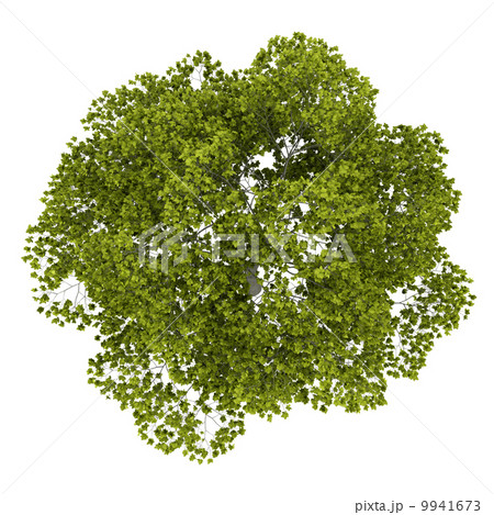 top view of american beech tree isolated on white background 9941673