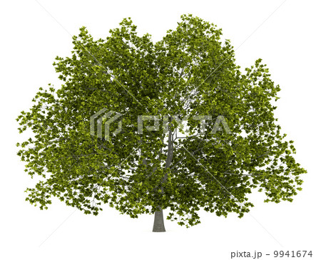 american beech tree isolated on white background 9941674