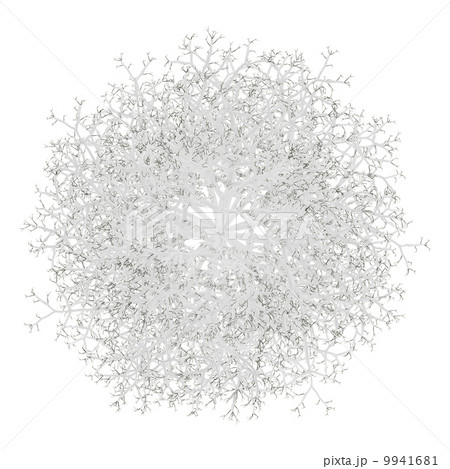 top view of winter birch tree isolated on white background 9941681