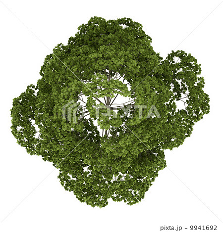 top view of norway maple tree isolated on white background 9941692