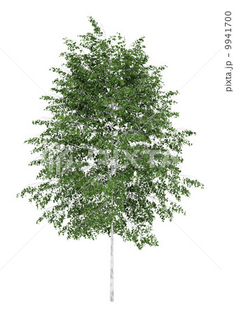 silver birch tree isolated on white background 9941700