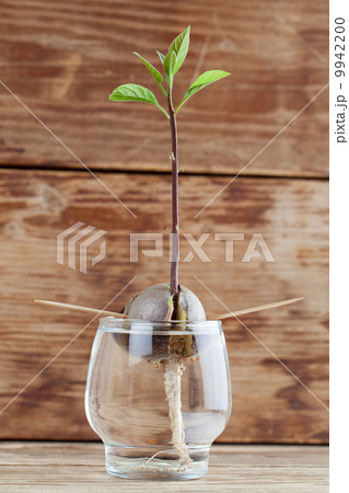 Germinating avocado 9942200