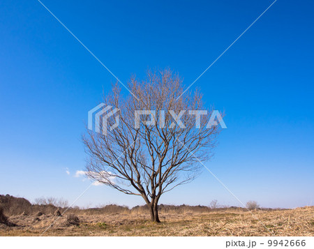 秋の草原の一本の木 9942666