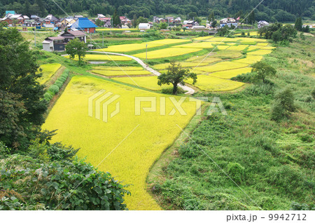 栄村の棚田 9942712