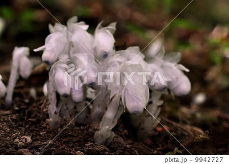 ギンリョウソウ ギンリョウソウ 9942727