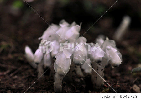 ギンリョウソウ ギンリョウソウ 9942728