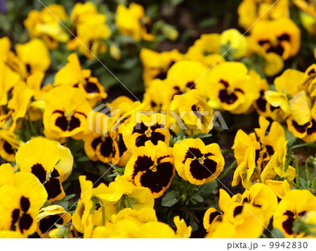 Yellow pansies in the garden as background Yellow pansies in the garden as background 9942830