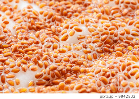 Closeup cress seeds planted to grow on wet cotton as background Closeup cress seeds planted to grow on wet cotton as background 9942832