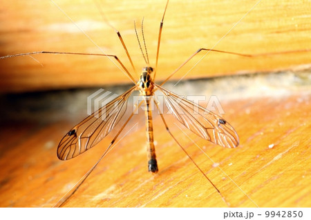 mosquito sitting on wall indoor 9942850