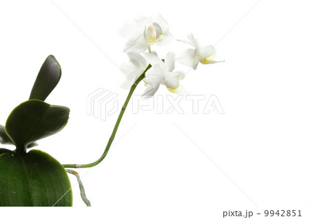 White orchid on white White orchid on white 9942851