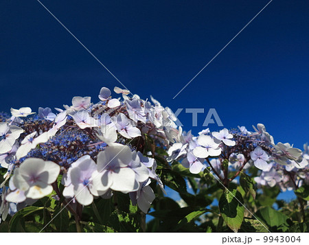 Hydrangea Aspera Macrophylla hortensia flowers Hydrangea Aspera Macrophylla hortensia flowers 9943004