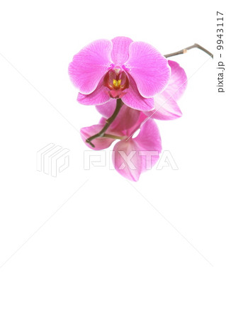 Phalaenopsis. Purple orchid on white background 9943117